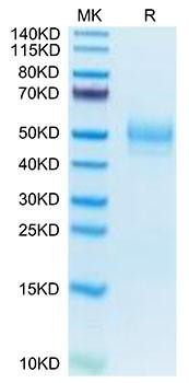 Recombinant Mouse MARCO Protein (RPCB1720)