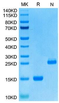 Recombinant Human GDF15 Protein (RPCB1721)