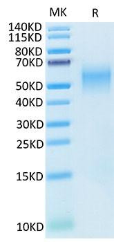 Recombinant Cynomolgus B7-H2/ICOSLG/CD275 Protein (RPCB1725)