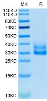 Recombinant Cynomolgus/Rhesus macaque TNFRSF9/4-1BB Protein (RPCB1727)