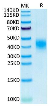 Recombinant Cynomolgus CLEC12A/MICL/CLL-1 Protein (RPCB1741)