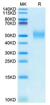 Recombinant Rhesus macaque PVR/CD155 Protein (RPCB1752)