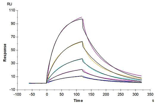 Recombinant Human Glycophorin-A/GYPA/CD235a protein (RPCB1765)