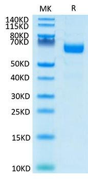 Recombinant Human LILRA4/ILT-7/CD85g Protein (RPCB1804)