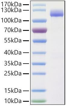Recombinant Human Calsyntenin-1/CLSTN1 Protein (RPCB1820)