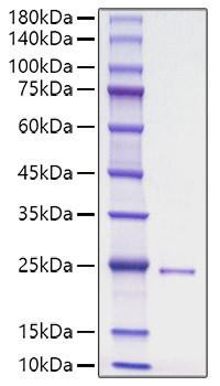 Recombinant Human HHG-3/DHH Protein (RPCB1828)