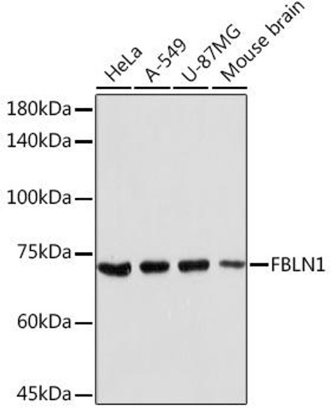 Anti-FBLN1 Antibody (CAB16046)