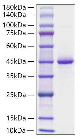 Recombinant Human Neurogranin/NRGN Protein (RPCB1852)