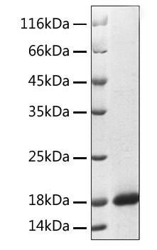 Recombinant Human REG3A Protein (RPCB1875)
