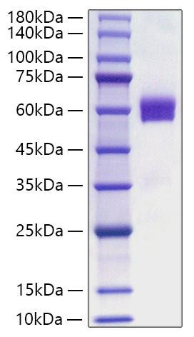 Recombinant Human Flt3 ligand/Flt3L Protein (RPCB1891)
