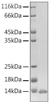 Recombinant Human beta Defensin 3/DEFB103A Protein (RPCB1906)