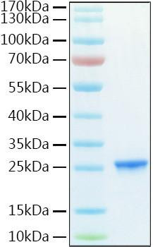 Recombinant Human PMKase/PMVK Protein (RPCB1907)