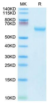 Recombinant Mouse TNFRSF7/CD27 Protein (RPCB1958)
