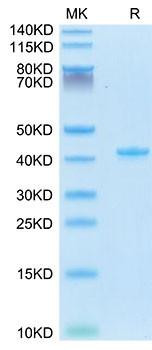 Recombinant Mouse CCL5/RANTES Protein (RPCB1973)