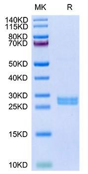 Recombinant Mouse Hepcidin/HAMP Protein (RPCB1998)