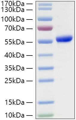Recombinant Human Asparaginyl endopeptidase/Legumain/LGMN Protein (RPCB2007)