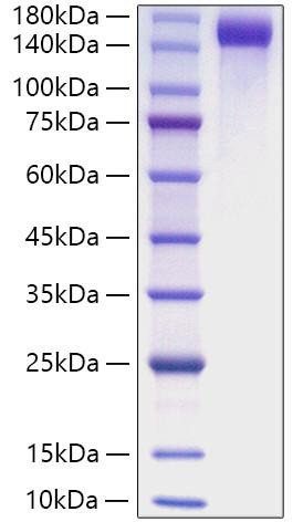 Recombinant Mouse CD163 Protein (RPCB2013)