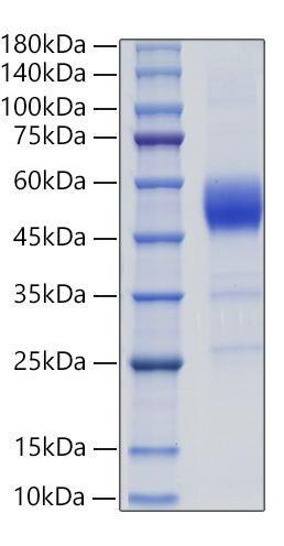 Recombinant Rat ALK-1/ACVRL1 Protein (RPCB2030)