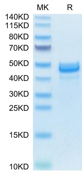 Recombinant Mouse Amphiregulin/AREG Protein (RPCB2031)