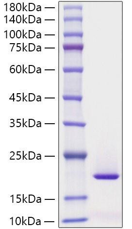 Recombinant Human REG3G Protein (RPCB2039)