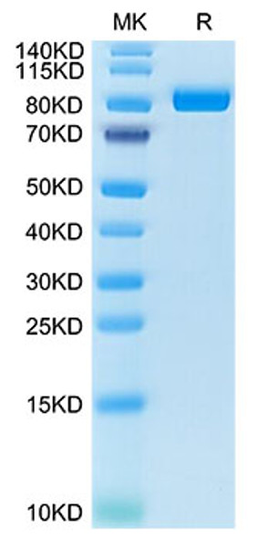 Recombinant Cynomolgus FAP Protein (RPCB2103)