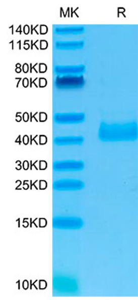 Recombinant Human NKp46/NCR1/CD335 Protein (RPCB2105)