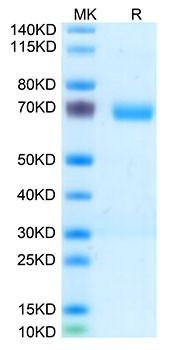 Recombinant Human Thrombopoietin R/MPL/CD110 Protein (RPCB2111)