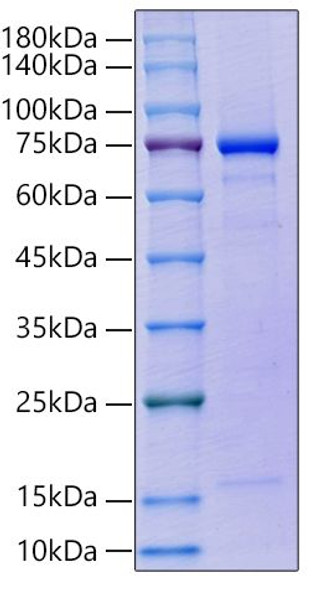 Recombinant Human GAS-6 Protein (RPCB2124)