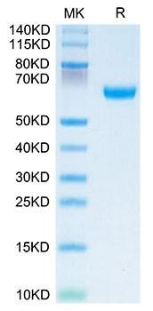 Recombinant Human OSCAR Protein (RPCB2166)