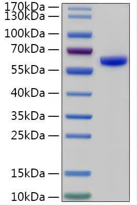 Recombinant Human Tripeptidyl-peptidase 1/TPP1 Protein (RPCB2197)