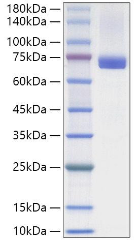Recombinant Human Heat shock cognate 71 kDa protein/HSC70 Protein (RPCB2200)
