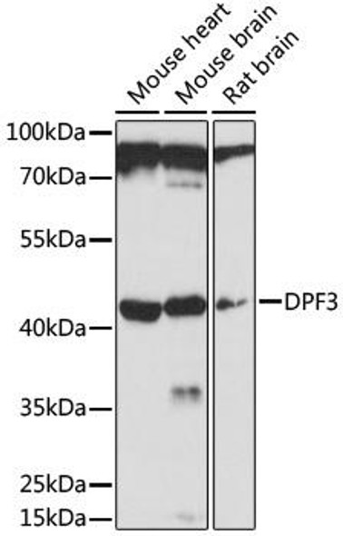 Anti-DPF3 Antibody (CAB16890)