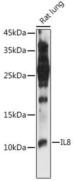 Anti-IL-8 Antibody (CAB2541)