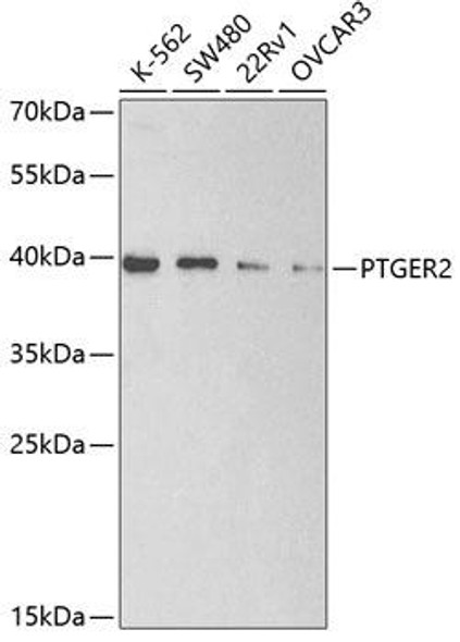 Anti-PTGER2 Antibody (CAB2914)