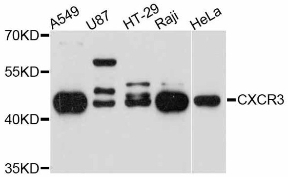 Anti-CXCR3 Antibody (CAB2939)