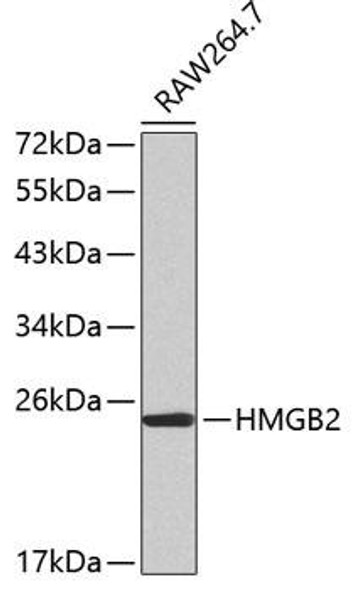 Anti-HMGB2 Antibody (CAB2973)