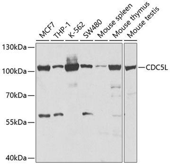 Anti-CDC5L Antibody (CAB5560)