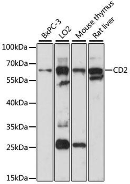 Anti-CD2 Antibody (CAB5632)