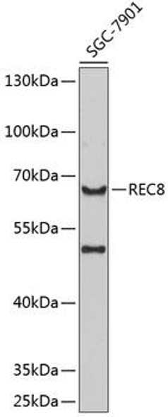 Anti-REC8 Antibody (CAB8660)