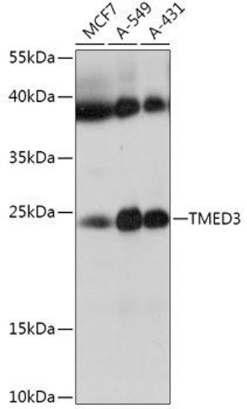 Anti-TMED3 Antibody (CAB17665)