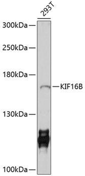 Anti-KIF16B Antibody (CAB10314)