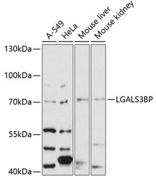 Anti-LGALS3BP Antibody (CAB12005)