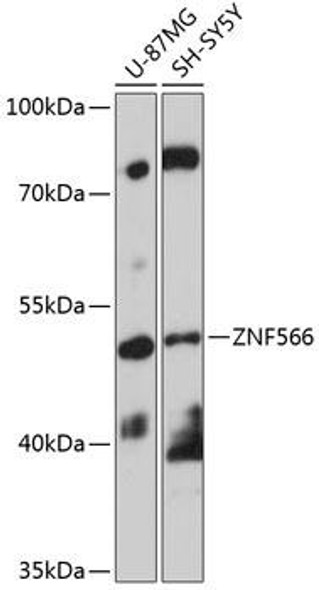 Anti-ZNF566 Antibody (CAB14432)