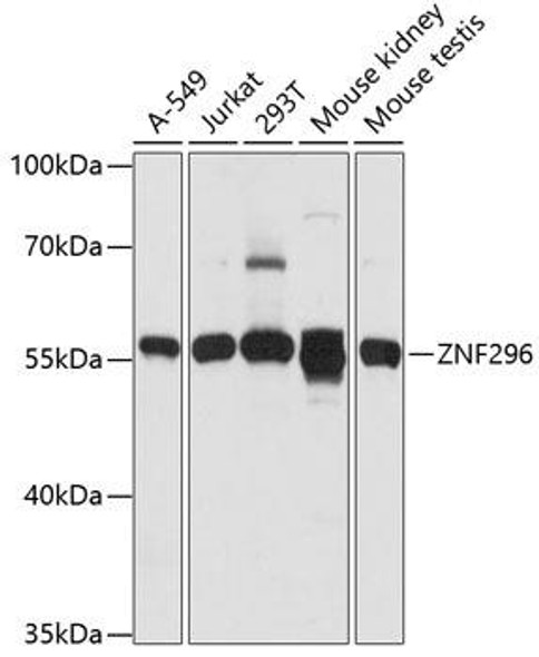 Anti-ZNF296 Antibody (CAB14633)