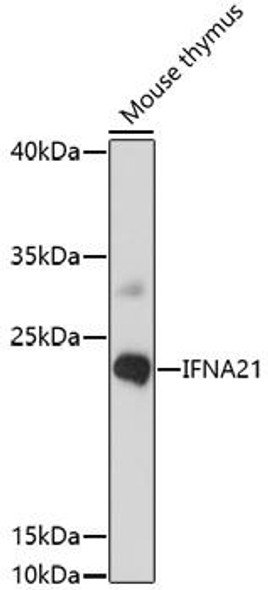 Anti-IFNA21 Antibody (CAB16881)