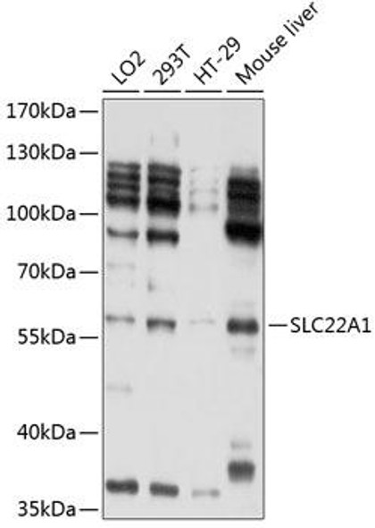 Anti-SLC22A1 Antibody (CAB1739)