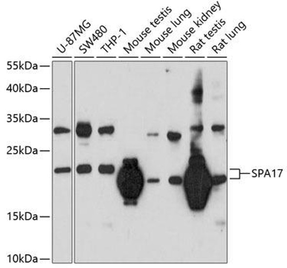 Anti-SPA17 Antibody (CAB4769)