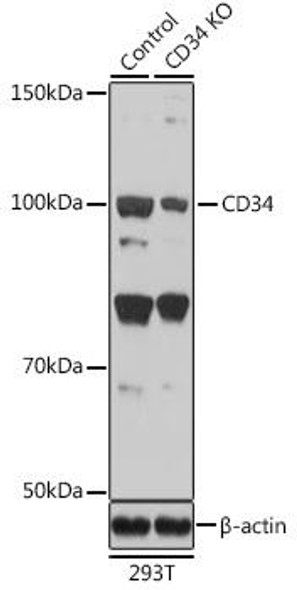 Anti-CD34 Antibody (CAB7429)[KO Validated]