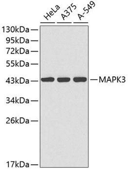 Anti-MAPK3 Mouse Monoclonal Antibody (CAB0025)