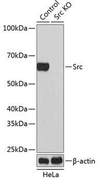 Anti-Src Antibody [KO Validated] (CAB19119)